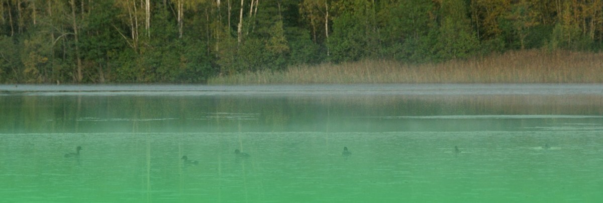Linnut järvellä